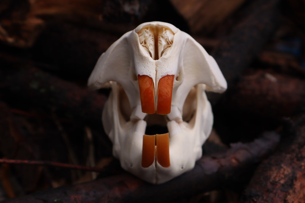 Beaver Skull