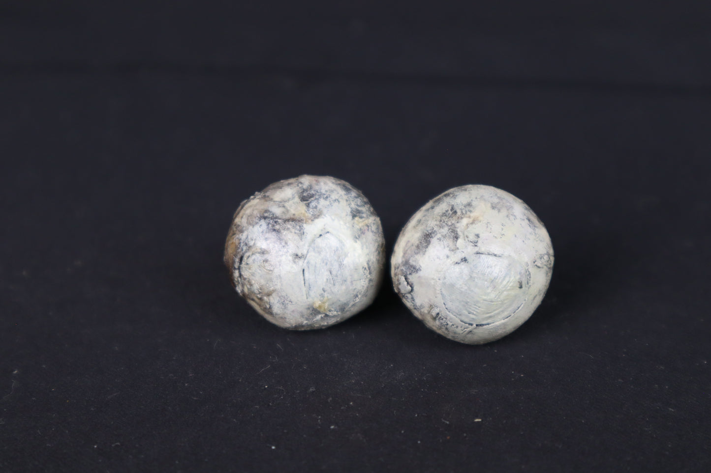 Dry Preserved Bobcat Eyes