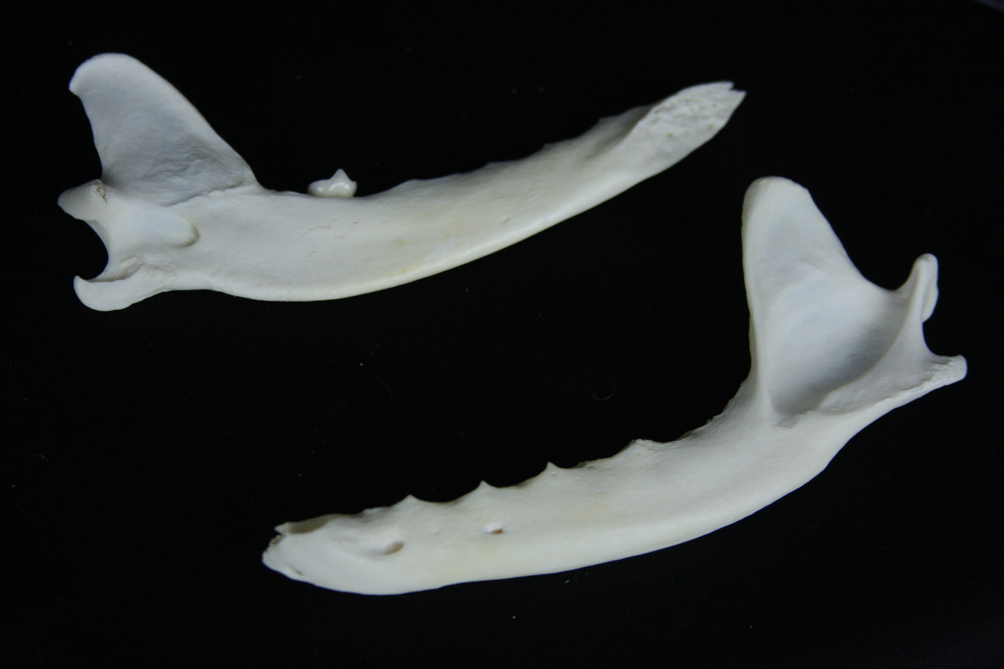 Partial Mandible Craft Grade
