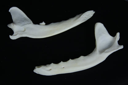 Partial Mandible Craft Grade