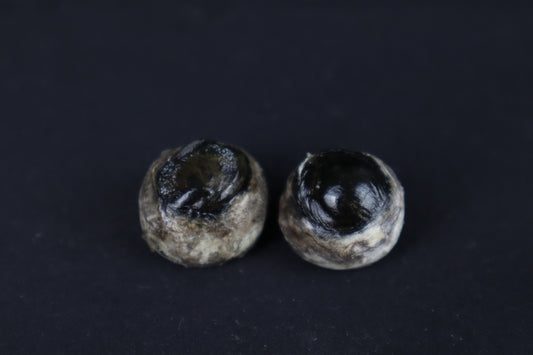 Dry Preserved Bobcat Eyes