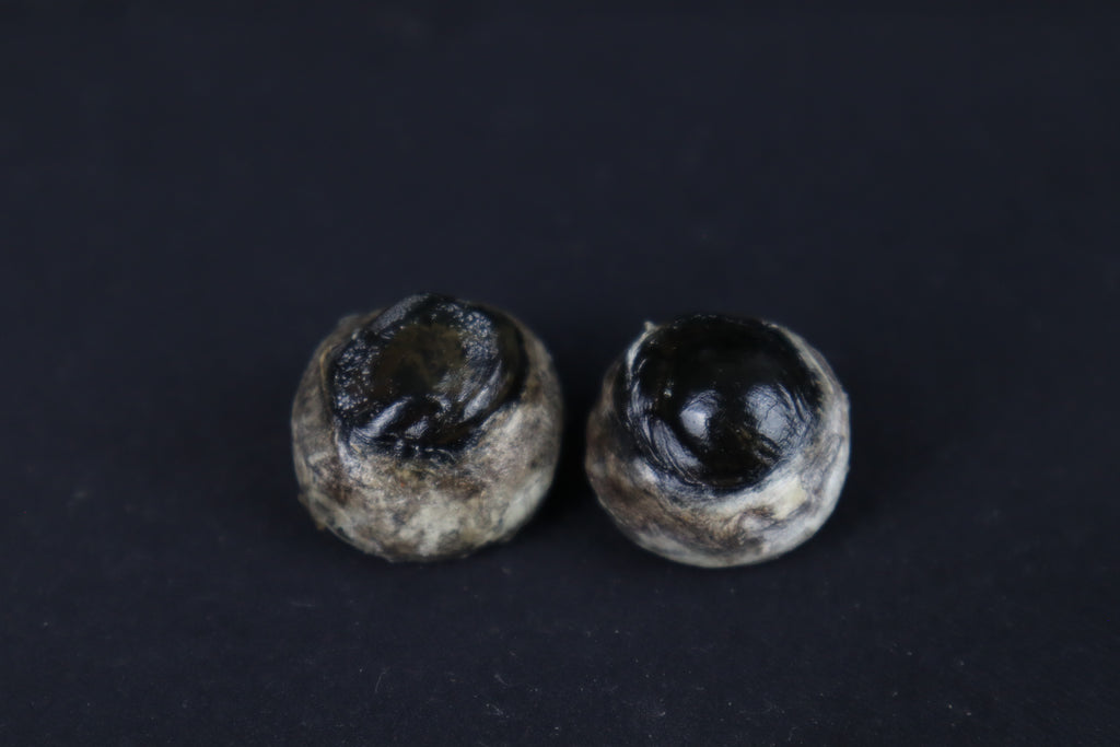 Dry Preserved Bobcat Eyes