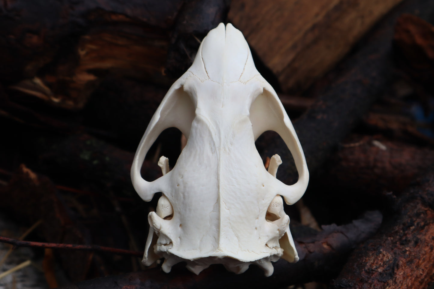 Beaver Skull