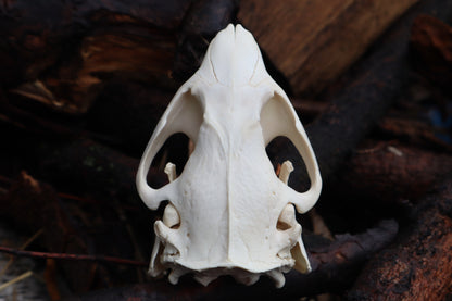 Beaver Skull
