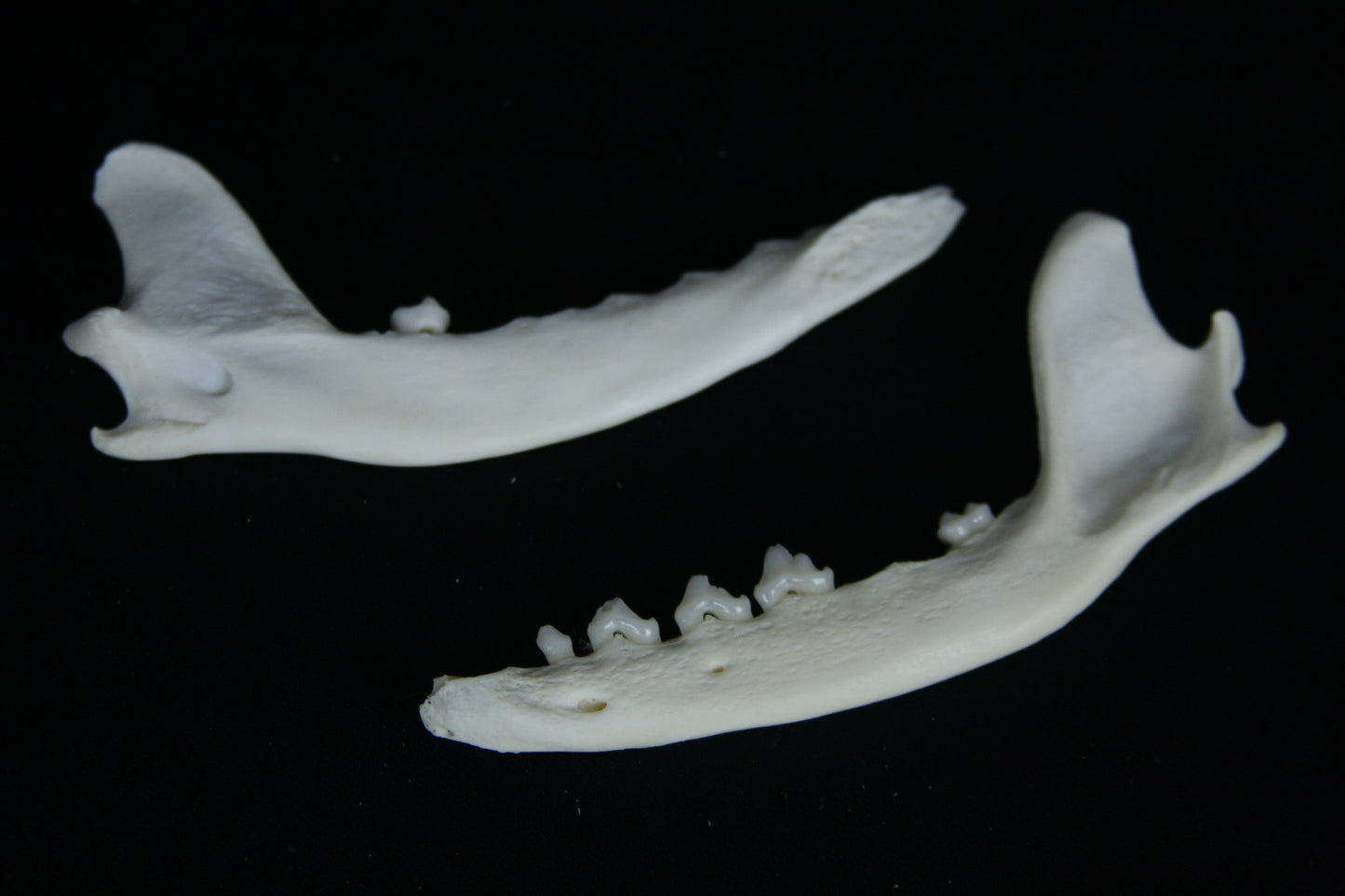 Partial Mandible Craft Grade