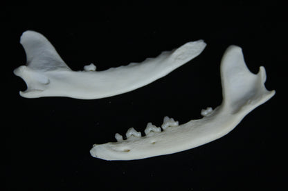 Partial Mandible Craft Grade