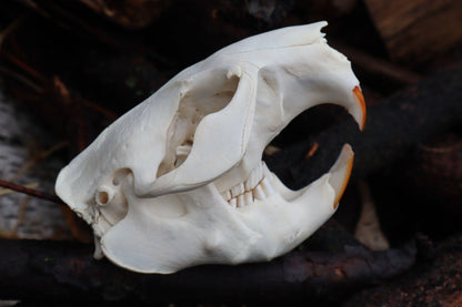 Beaver Skull