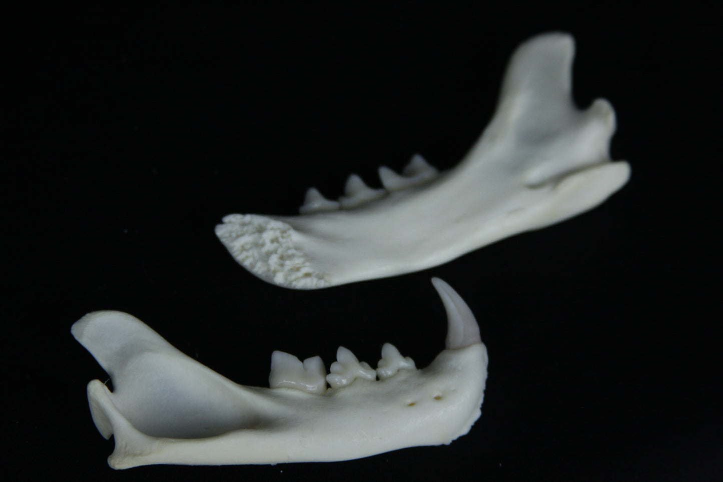 Partial Mandible Craft Grade