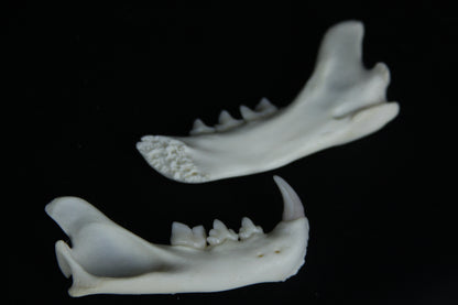 Partial Mandible Craft Grade