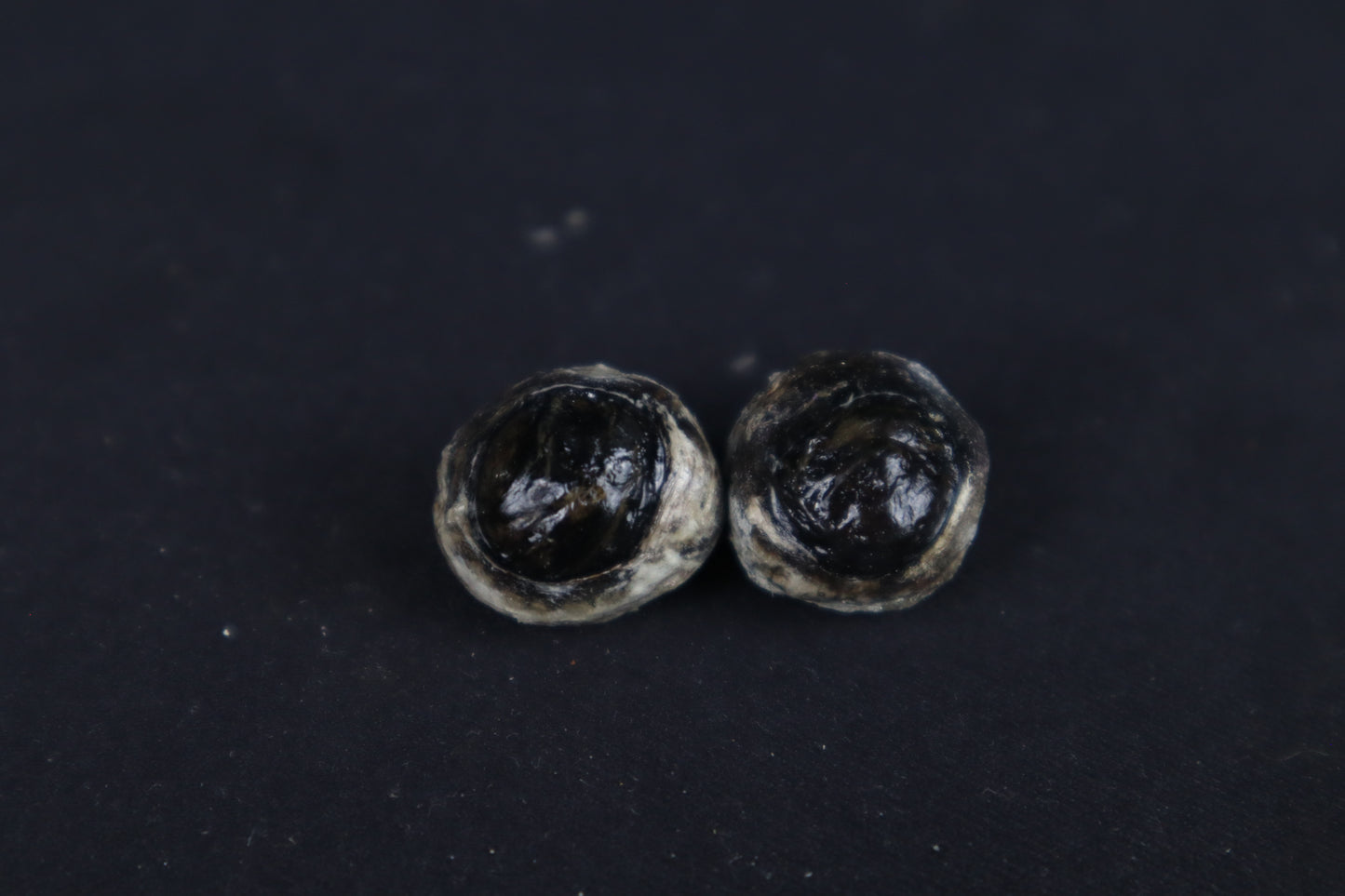 Dry Preserved Red Fox Eyes