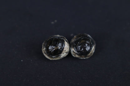 Dry Preserved Red Fox Eyes