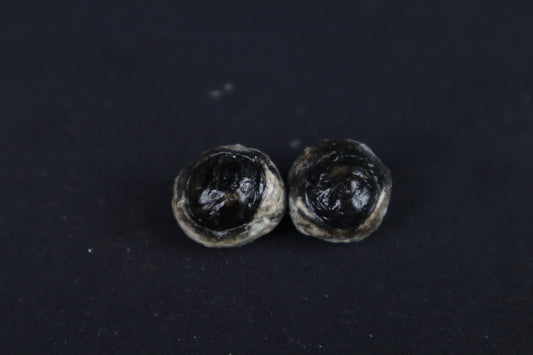 Dry Preserved Red Fox Eyes