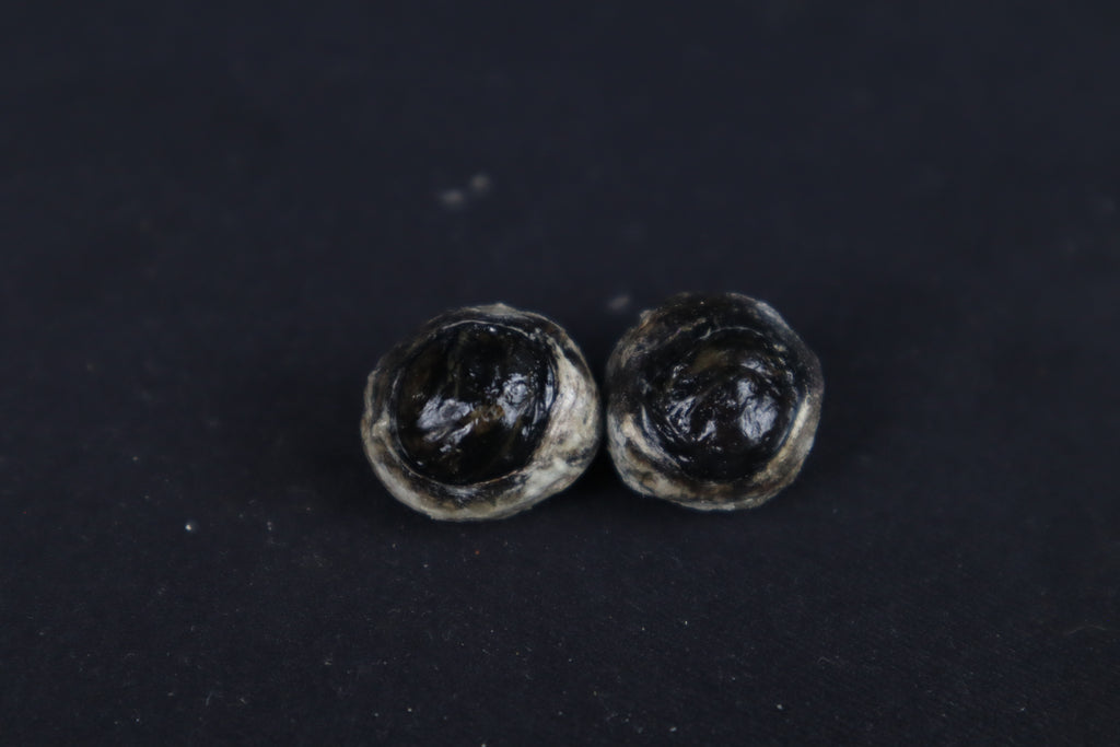 Dry Preserved Red Fox Eyes