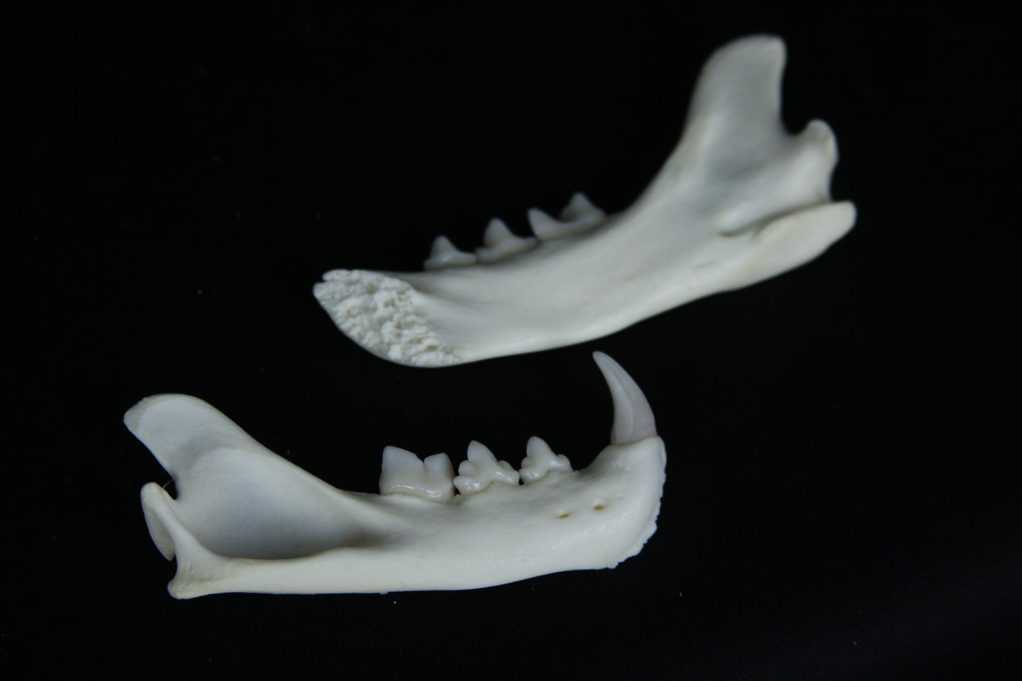 Partial Mandible Craft Grade