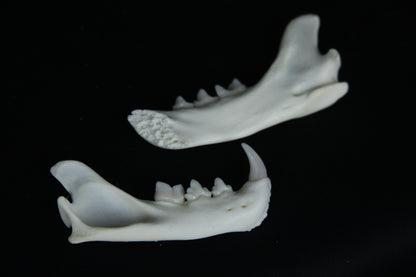 Partial Mandible Craft Grade