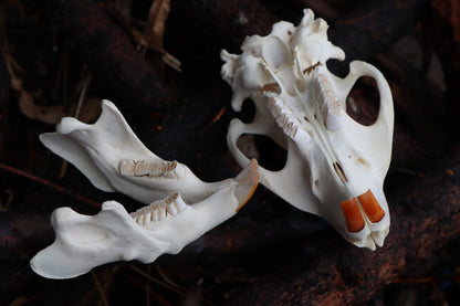 Beaver Skull