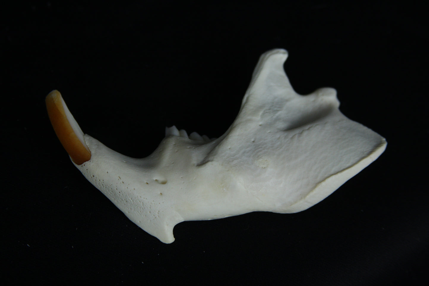 Partial Mandible Craft Grade