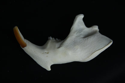 Partial Mandible Craft Grade