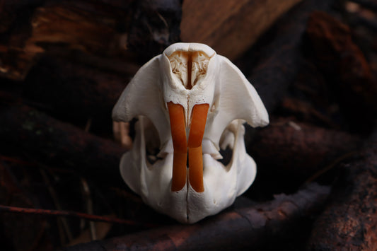 Beaver Skull