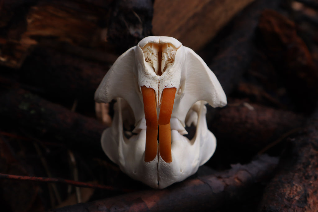 Beaver Skull