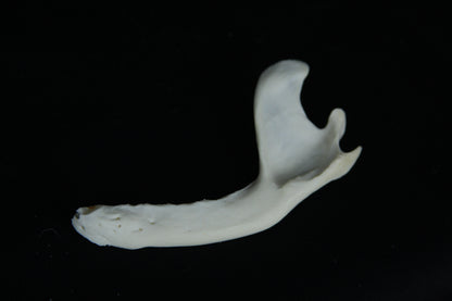 Partial Mandible Craft Grade