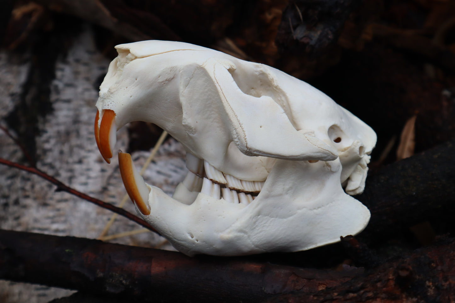 Beaver Skull