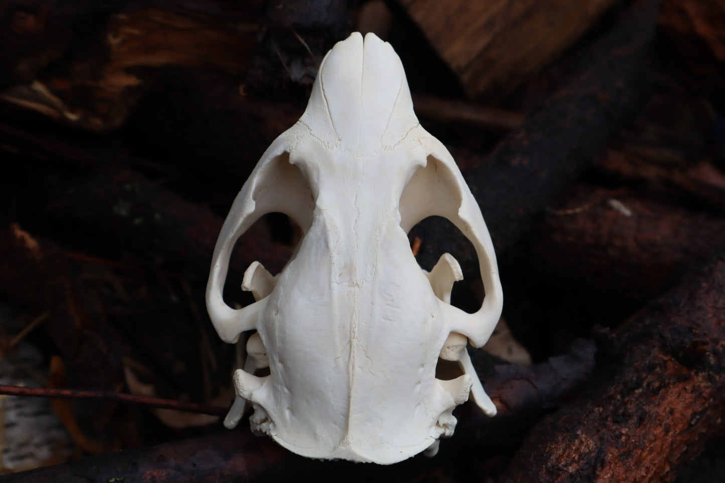 Beaver Skull
