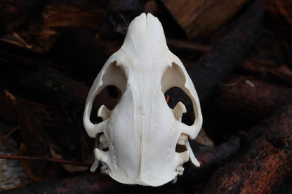 Beaver Skull