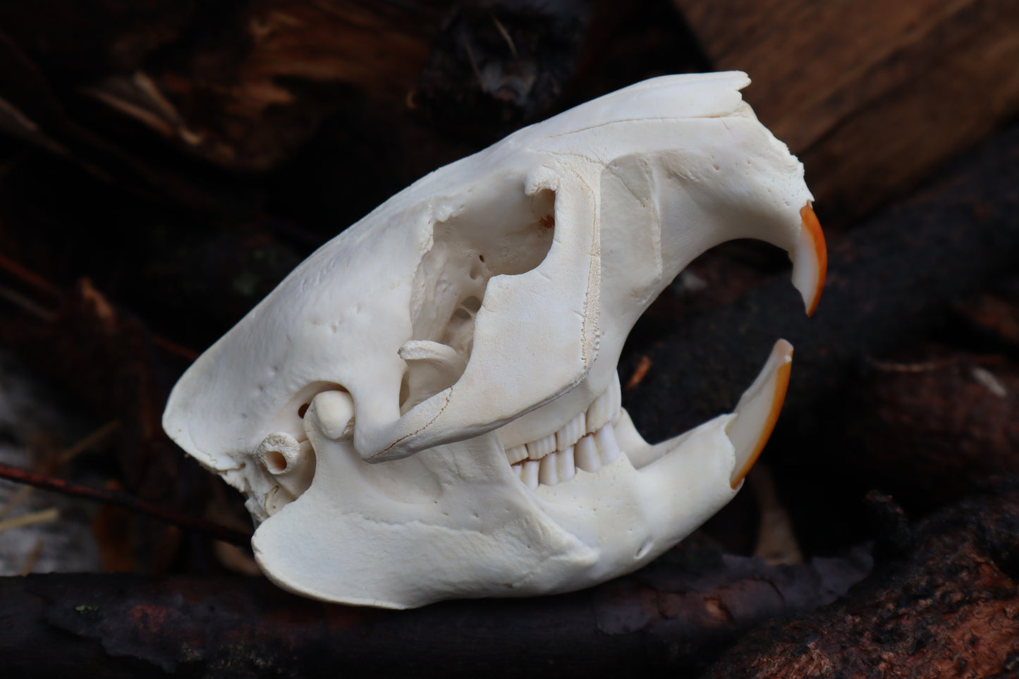 Beaver Skull