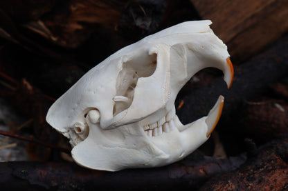 Beaver Skull