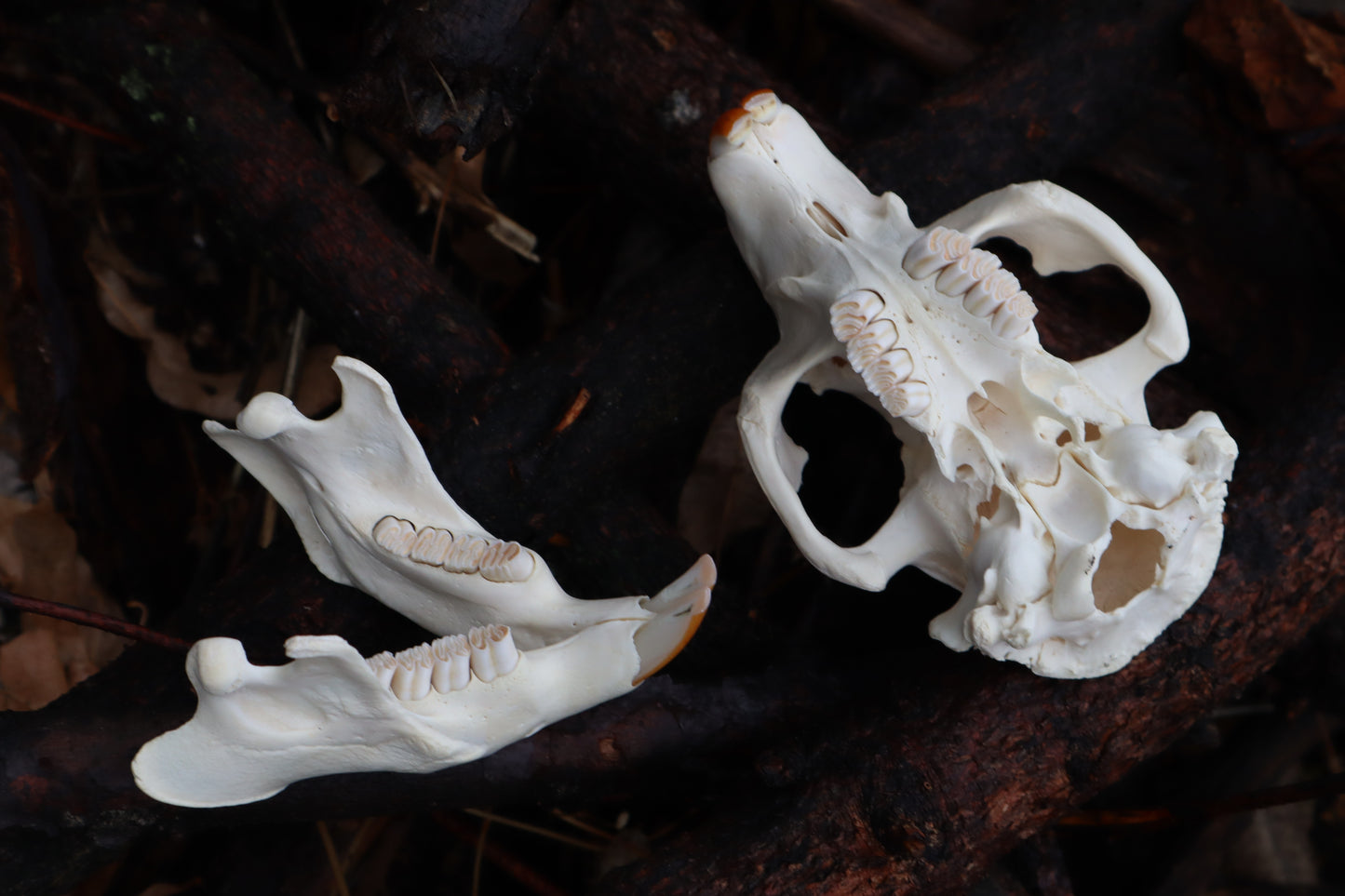 Beaver Skull