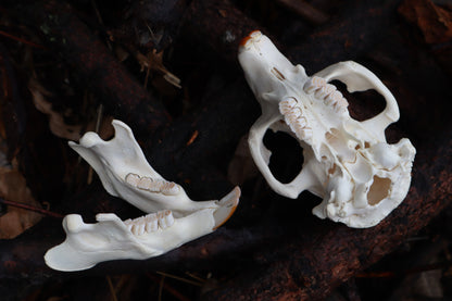 Beaver Skull