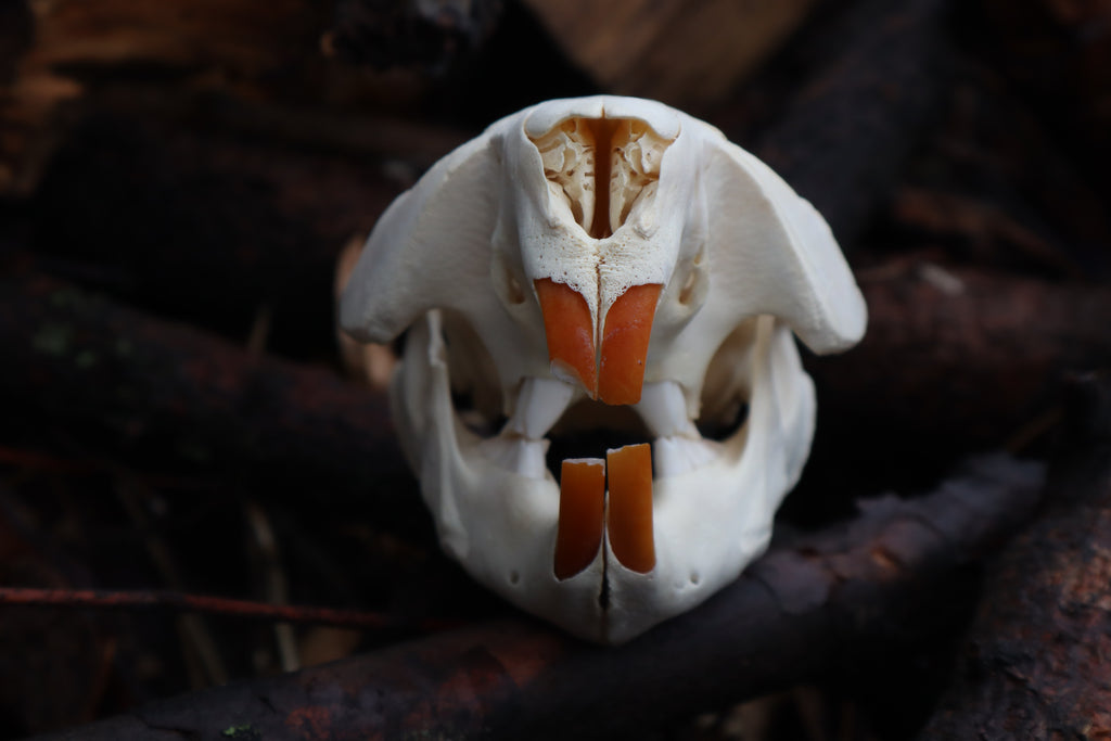 Craft Juvenile Beaver Skull