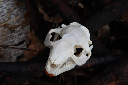 Craft Juvenile Beaver Skull