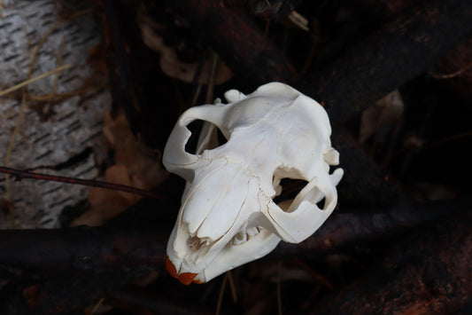 Craft Juvenile Beaver Skull