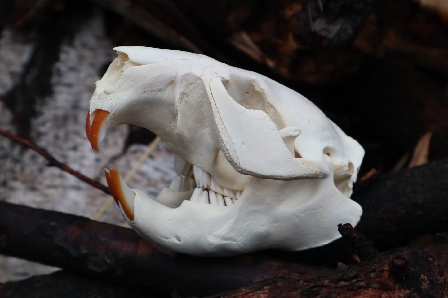 Craft Juvenile Beaver Skull