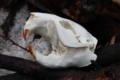 Craft Juvenile Beaver Skull