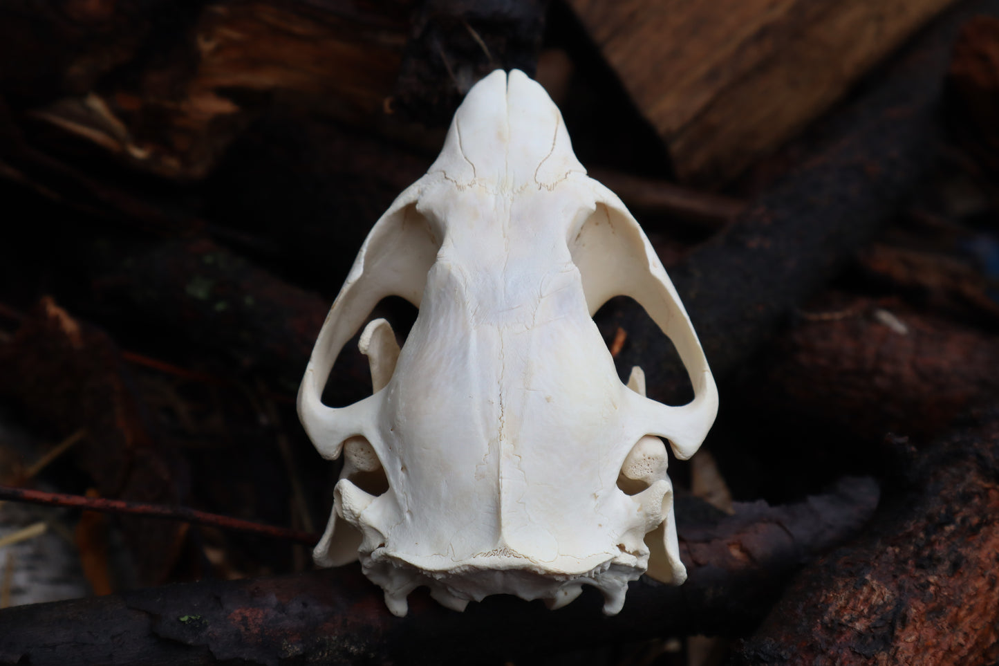 Craft Juvenile Beaver Skull