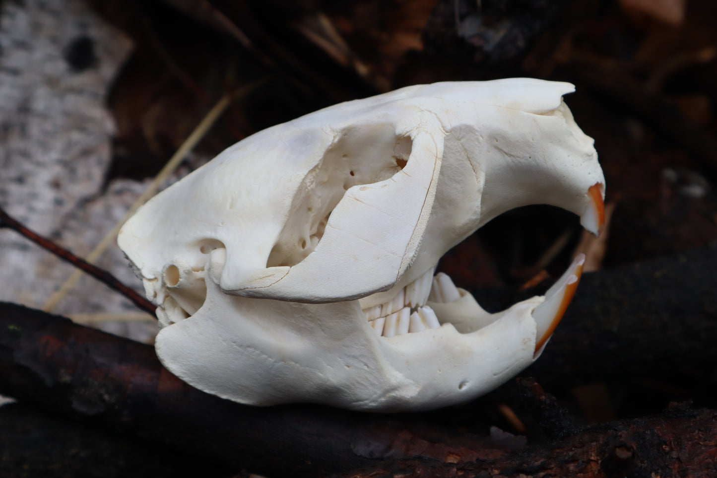 Craft Juvenile Beaver Skull