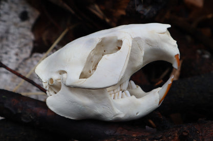 Craft Juvenile Beaver Skull