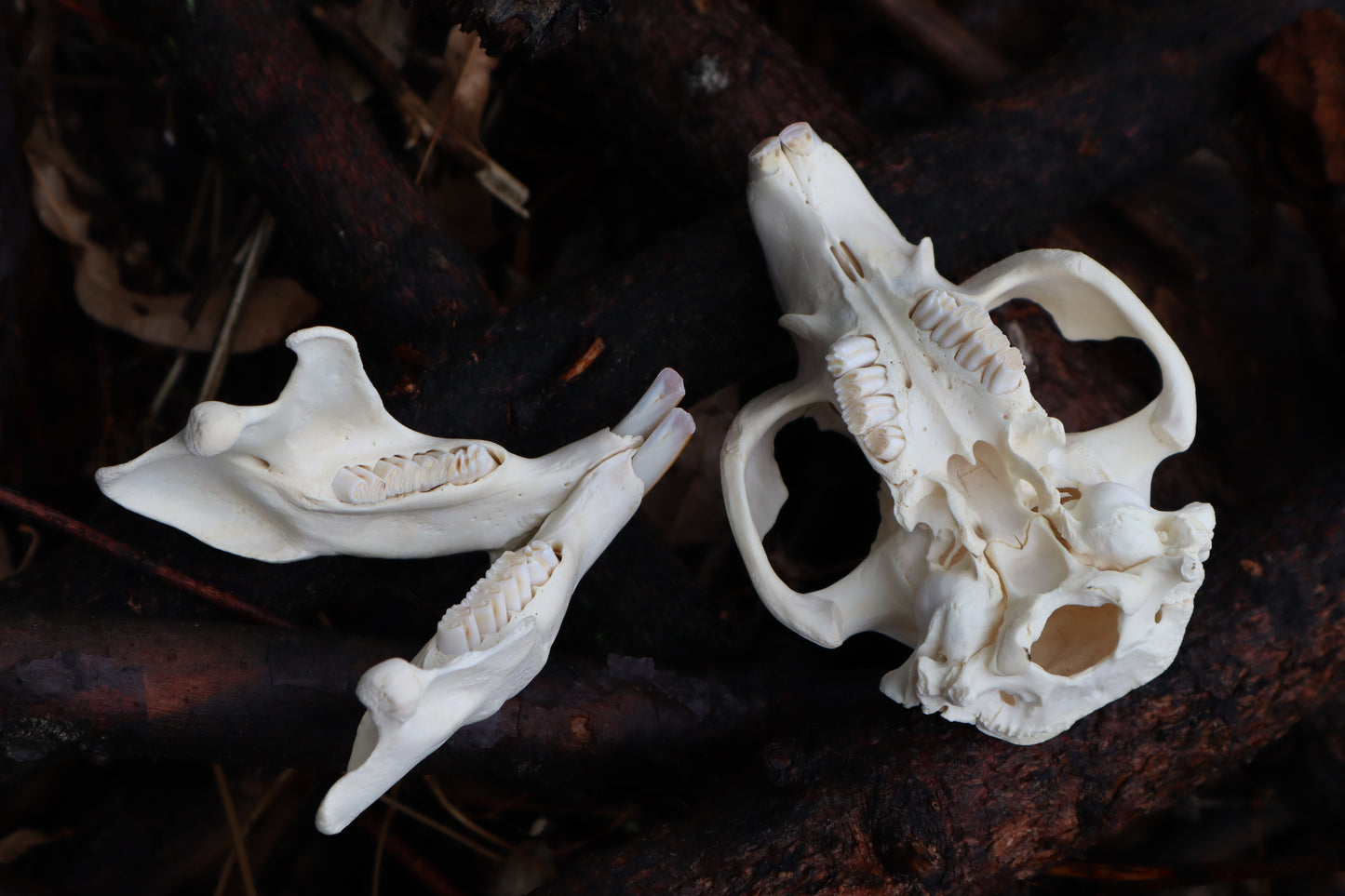 Craft Juvenile Beaver Skull