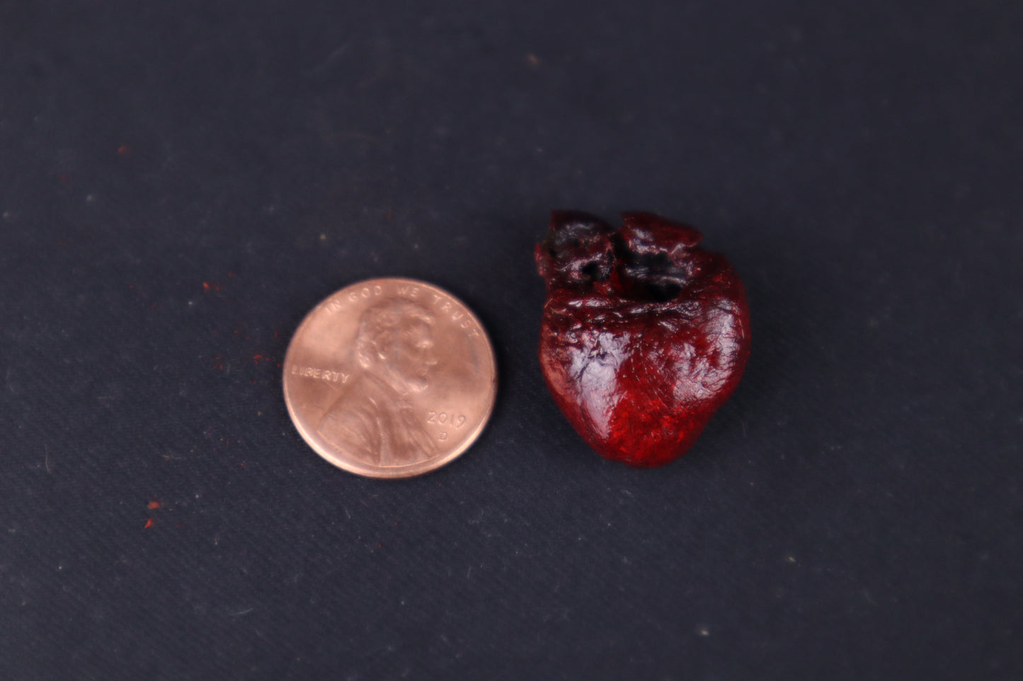 Dry Preserved Mink Heart