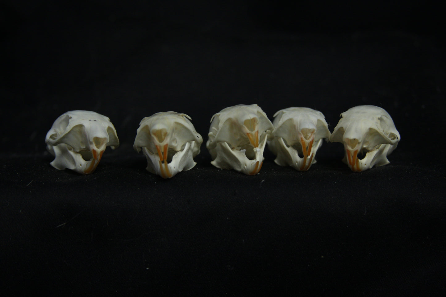 Red Squirrel Skull