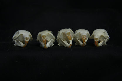 Red Squirrel Skull