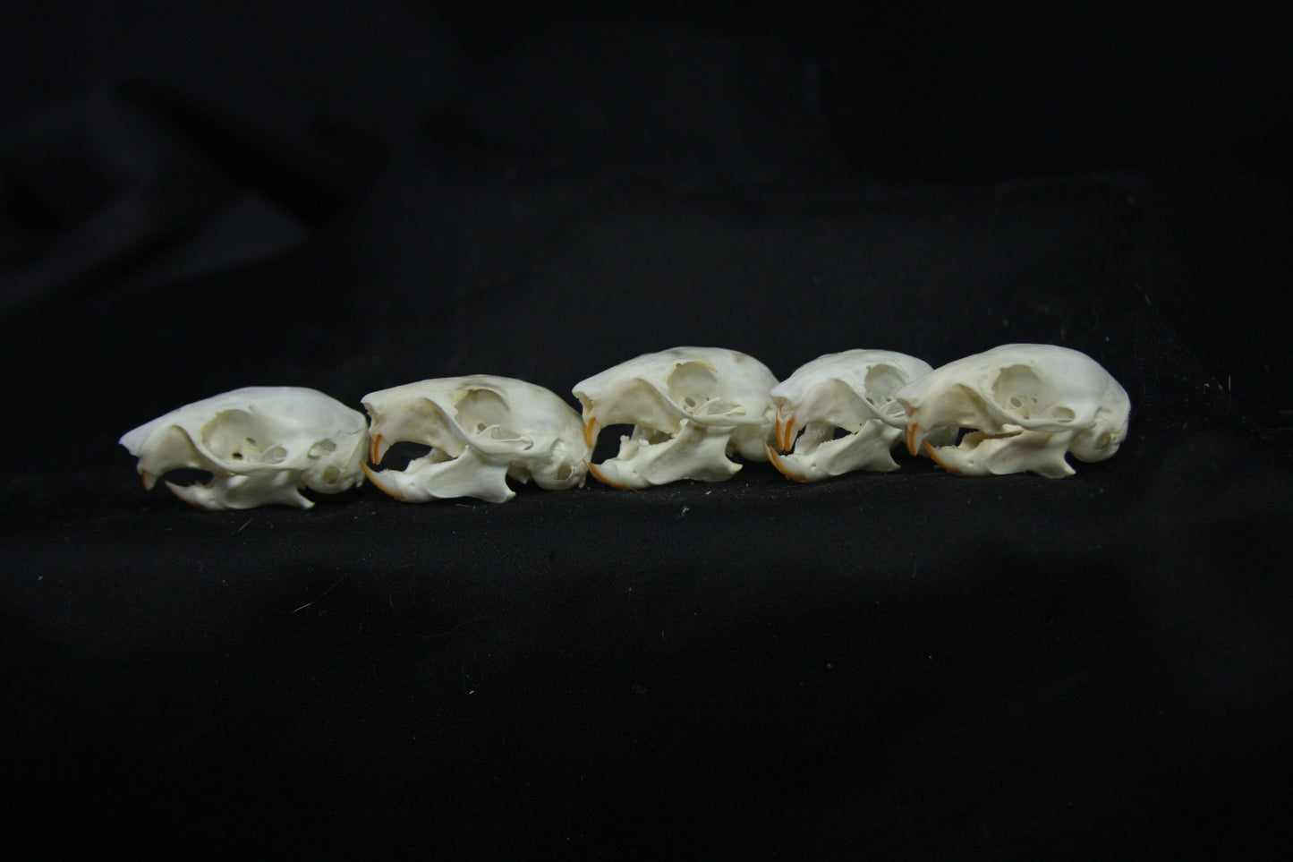 Red Squirrel Skull