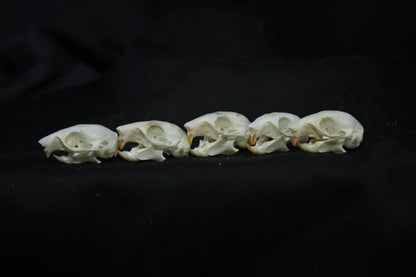 Red Squirrel Skull