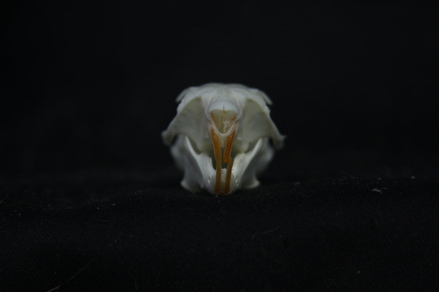 Red Squirrel Skull