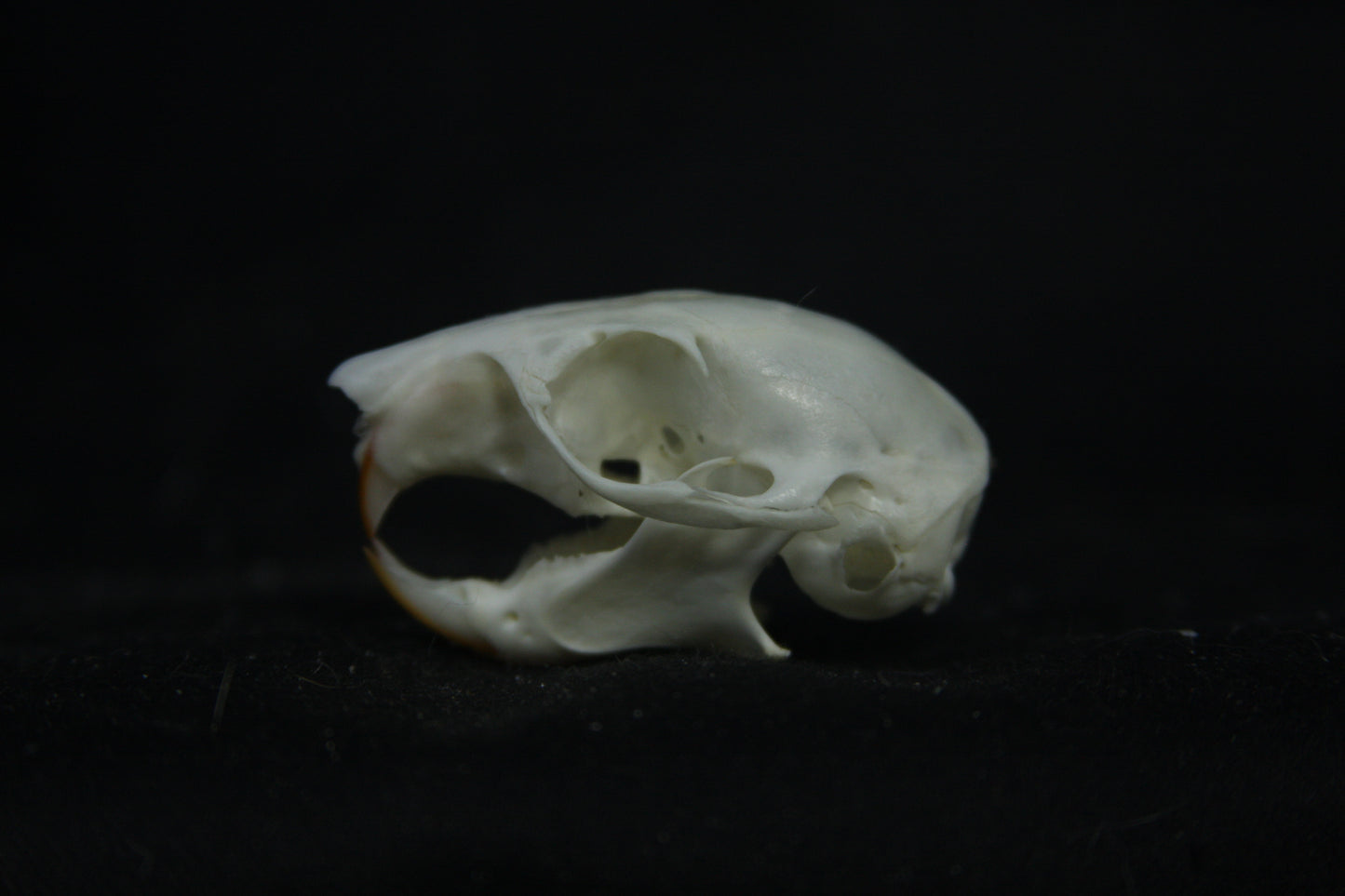 Red Squirrel Skull