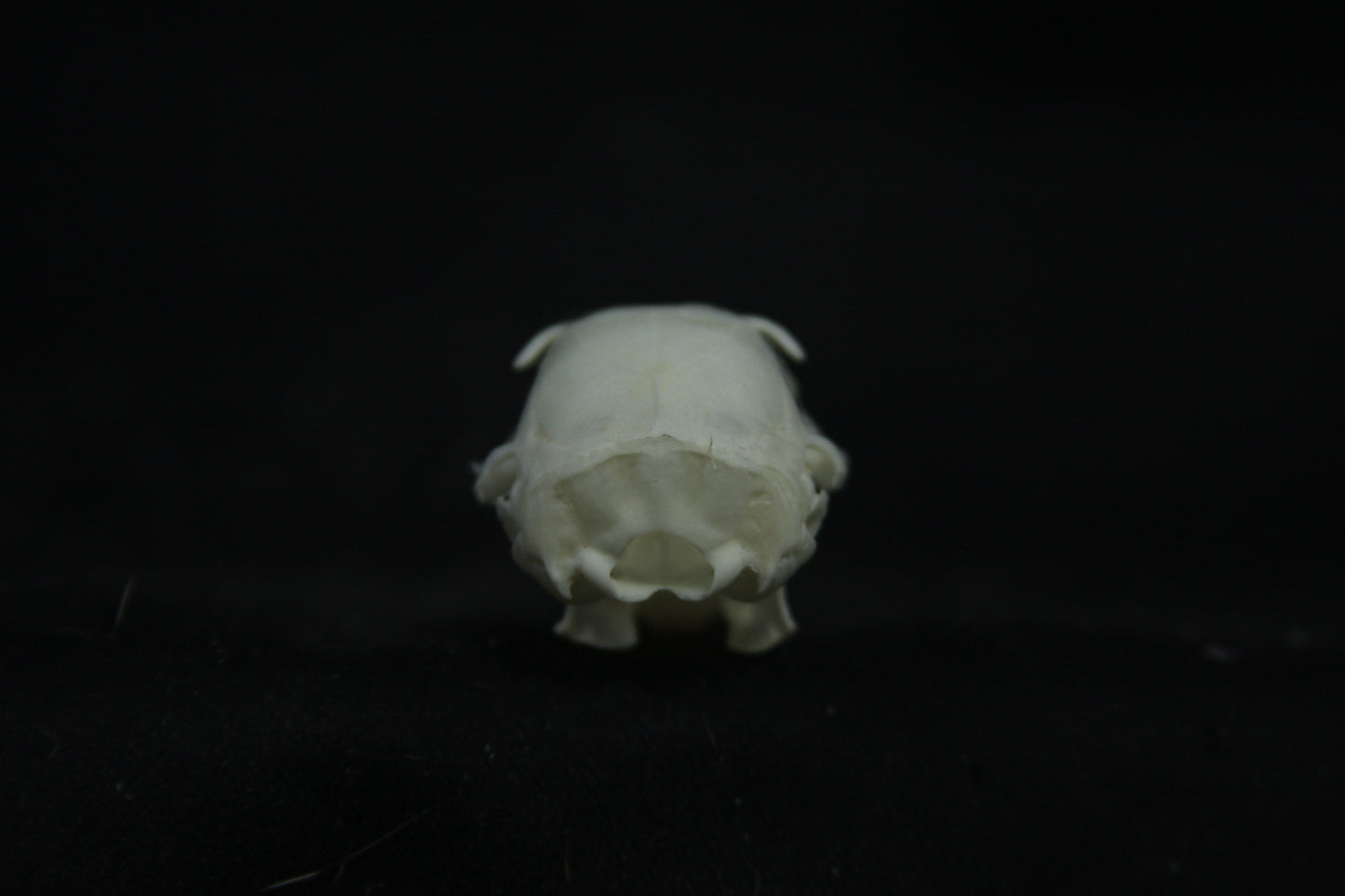 Red Squirrel Skull