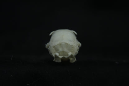 Red Squirrel Skull